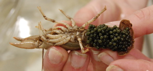 Crayfish with eggs on abdomen