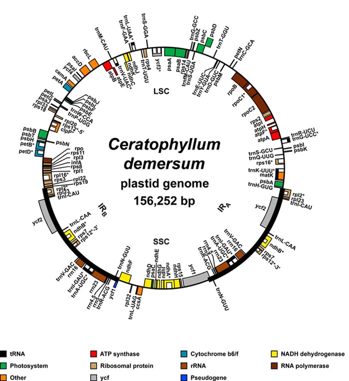 Ceratophyllum plastid genome map