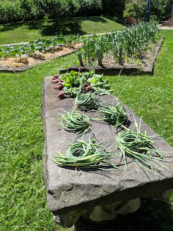 Garlic Scapes and radishes from the AJLC Organic Garden