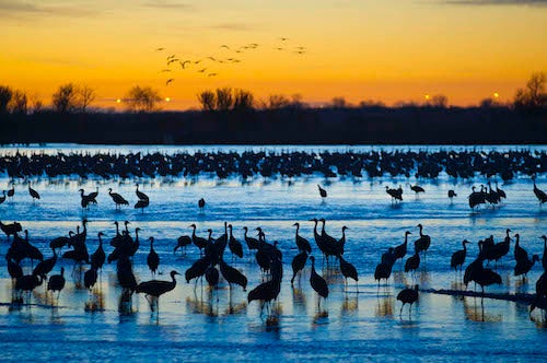 Cranes in Western Nebraska at sunset in a river