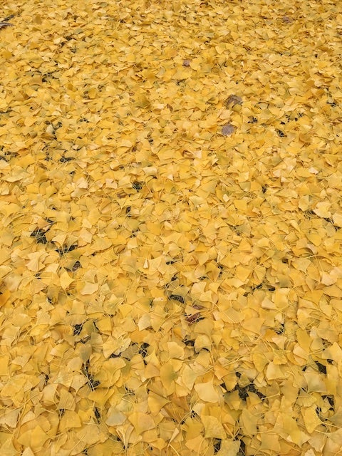 Yellow ginkgo leaves on the ground