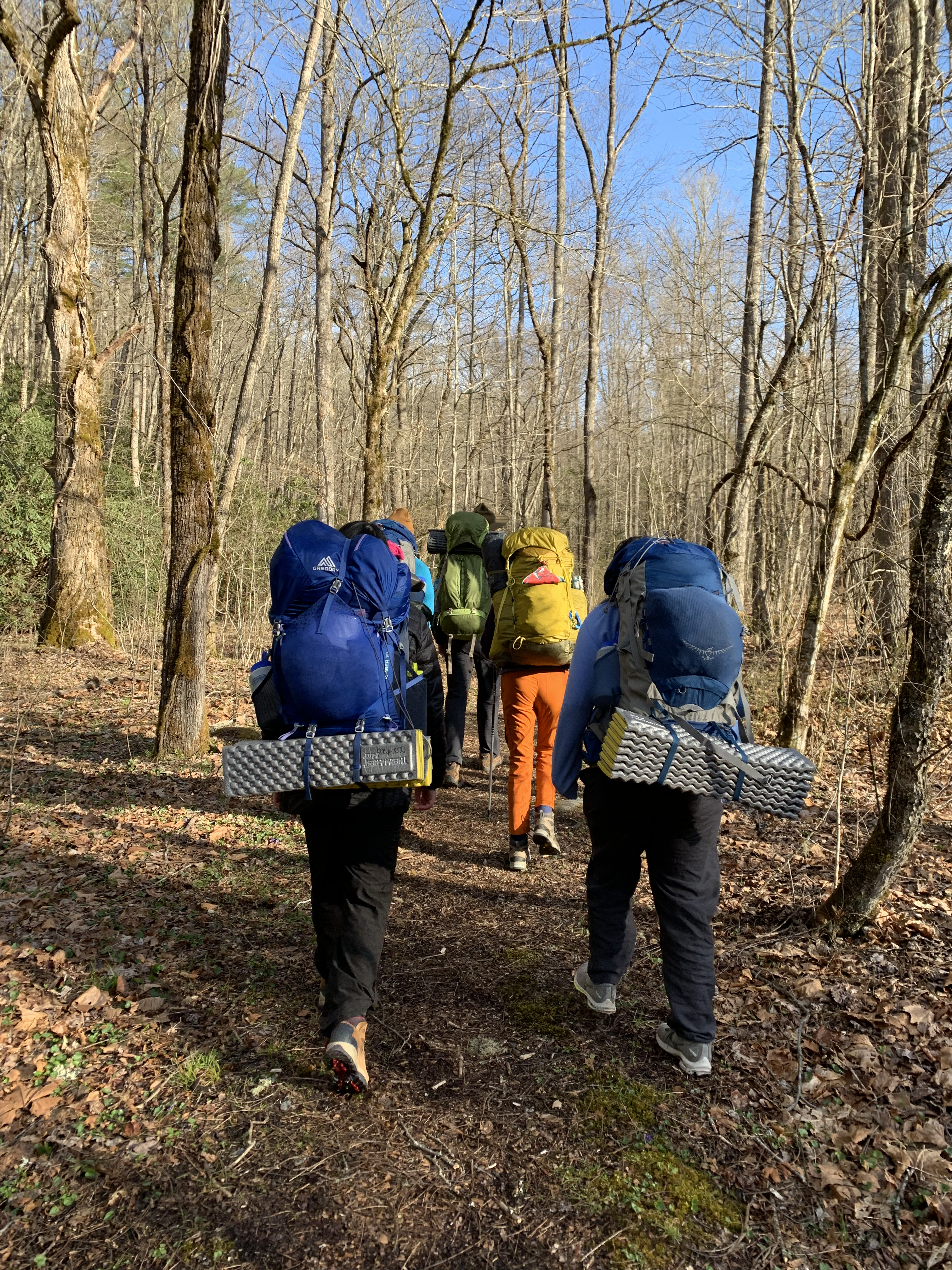 view from behind of five people with packs on their backs hiking through a forest