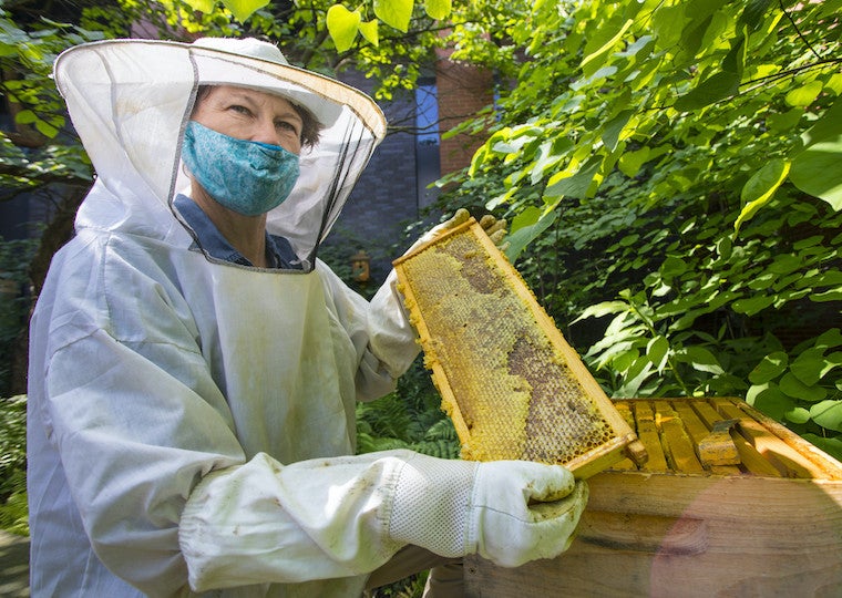 A beekeeper holds a section of a hive.