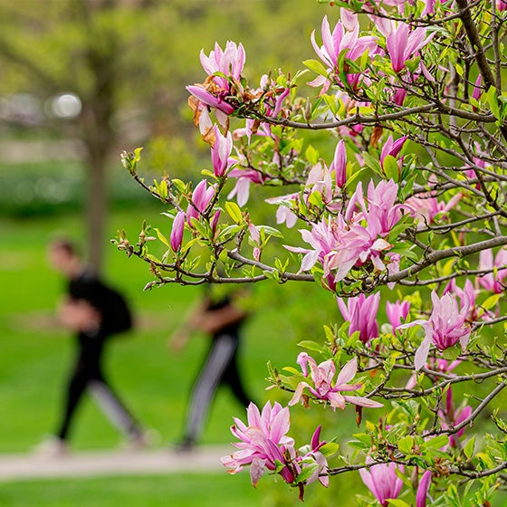 Fuscia blooms with out of focus students walking in background