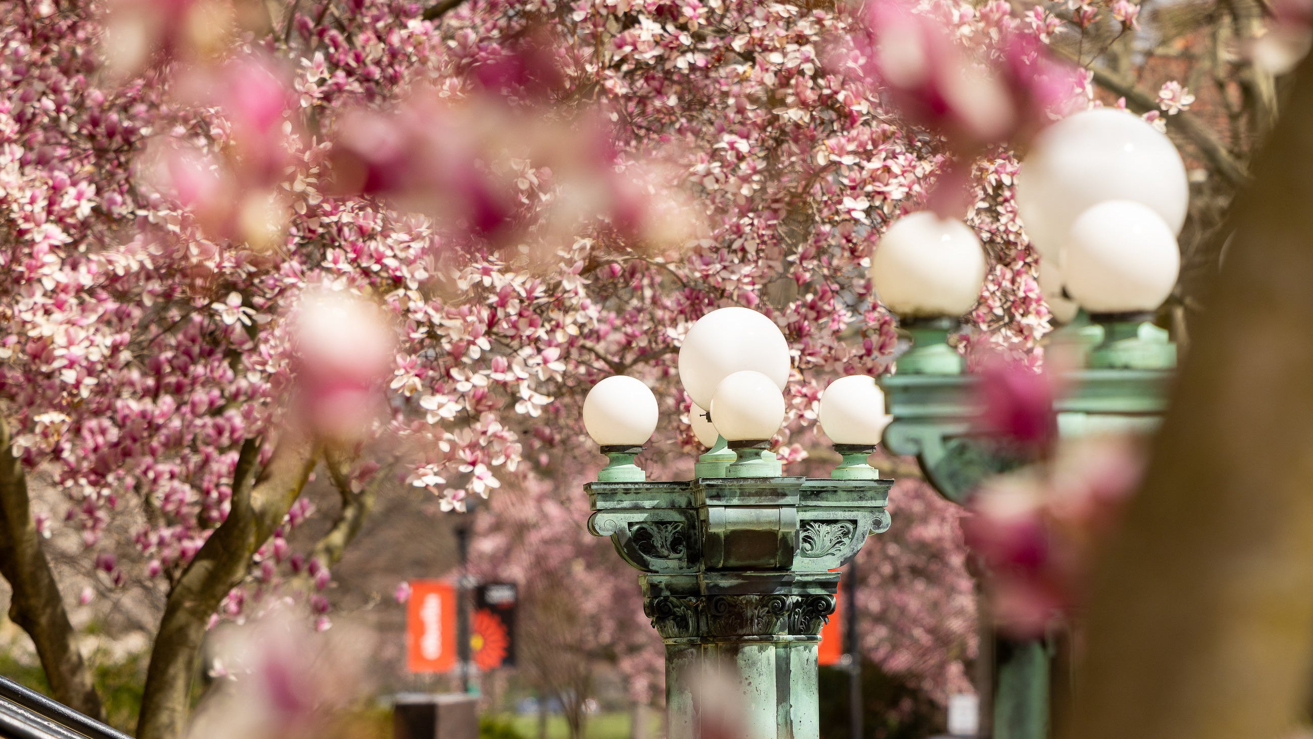 Oberlin campus in bloom with carbon neutral banners in background