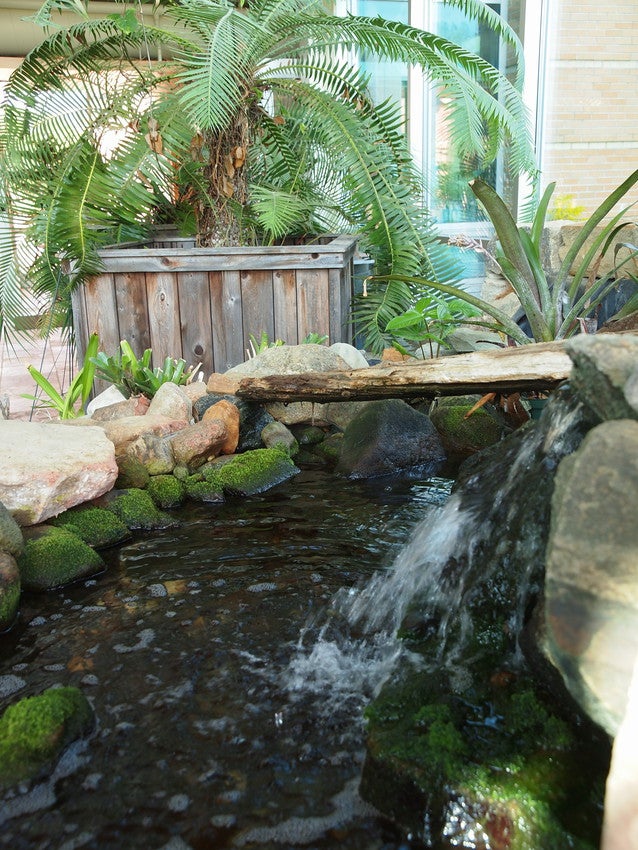 Stream inside of the AJ Lewis Center