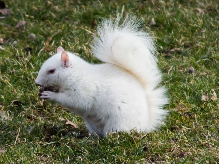 An albino squirrel eating a tree nut.
