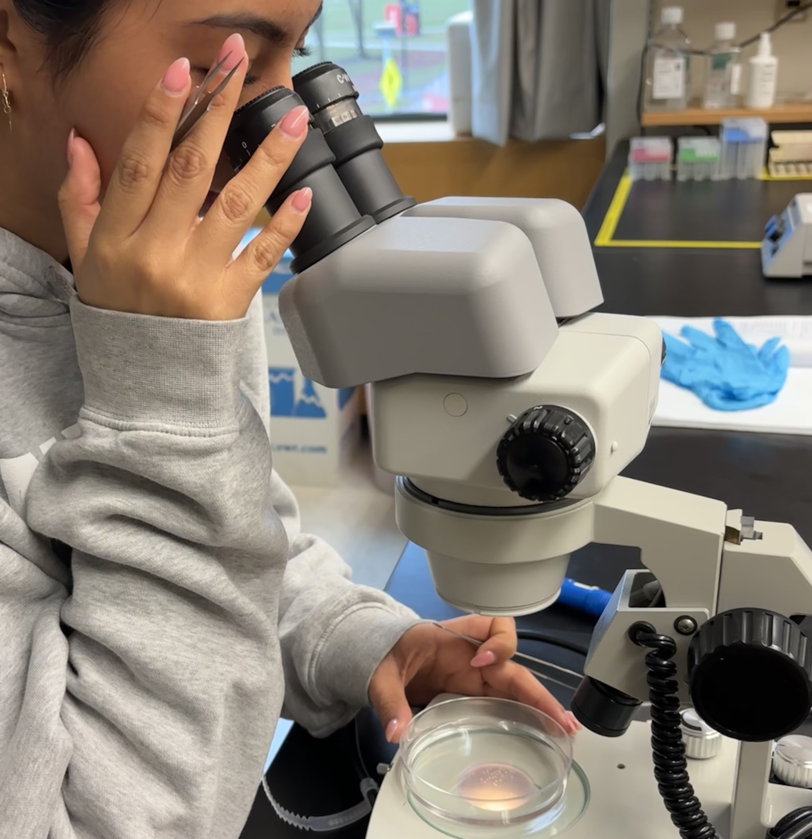 Britney Diaz looks through the microscope