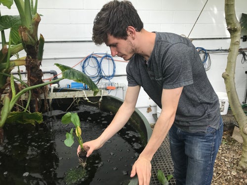 Grant Sheely, OC '19, places plant in the Living Machine as part of his independent study project. 
