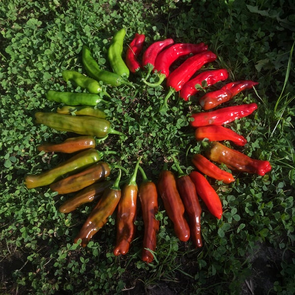 Red and green peppers grown in the AJLC organic garden. 