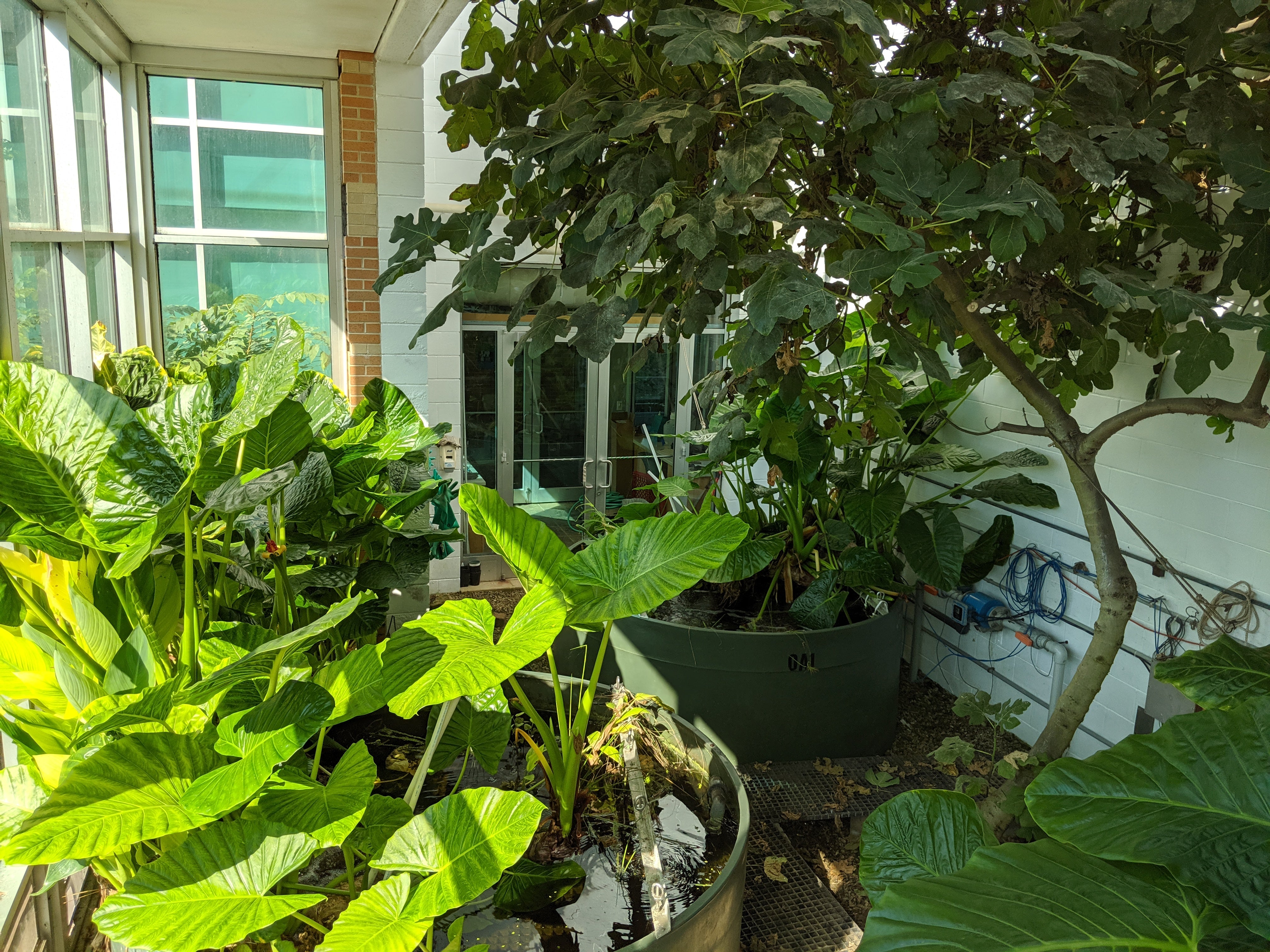 Living Machine after a full summer growing cycle