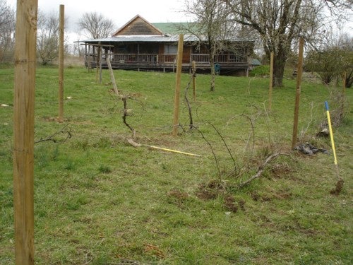 A yard with stakes and wire
