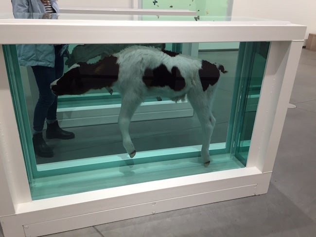 A calf in a glass casing