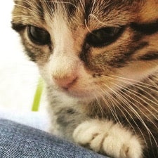 closeup of a kitten's face