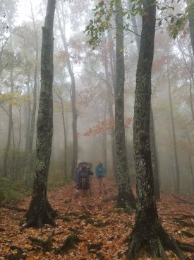 Hikers stand under tall trees