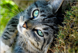 Cat rolling over in the grass