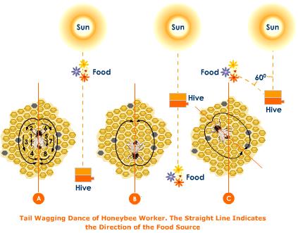 Scientific graphic of a beehive and the sun
