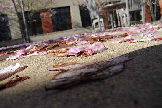 Decaying flower petals on concrete 