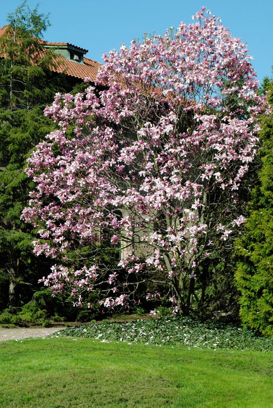 A tree filled with pink flowers 