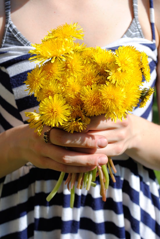 Someone holds a bouquet of dandelions  
