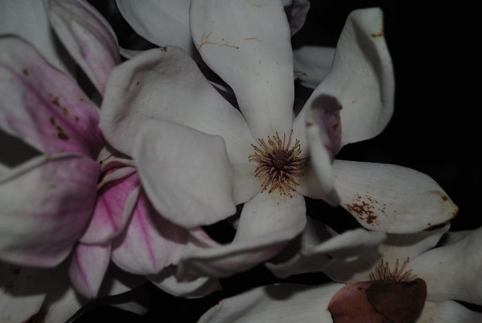 Close up of a flower petal 