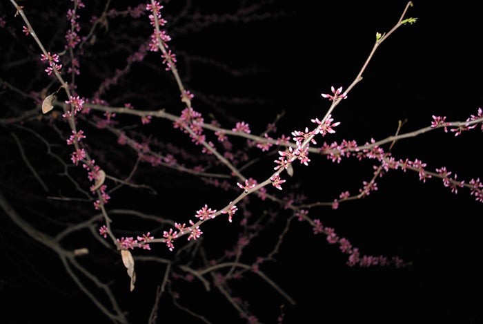 Branches of a tree with buddying pink flowers 