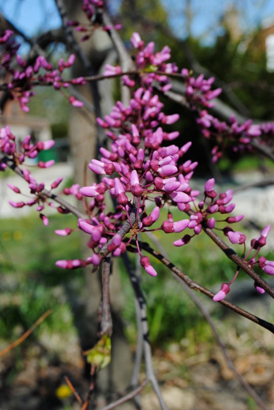 Purple flower buds on a branch