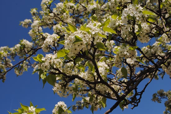 White flowers on a tree 