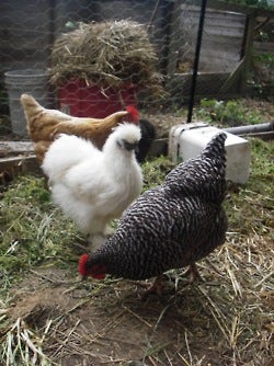 Hens on a dirt and straw ground. Pepper is pecking at the ground, Cinnamon Sugar and Justin Bieber are standing adjacent 