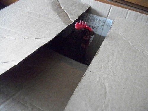 A chicken pokes its head out of a cardboard box