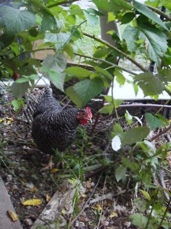 A chicken amidst leaves and branches
