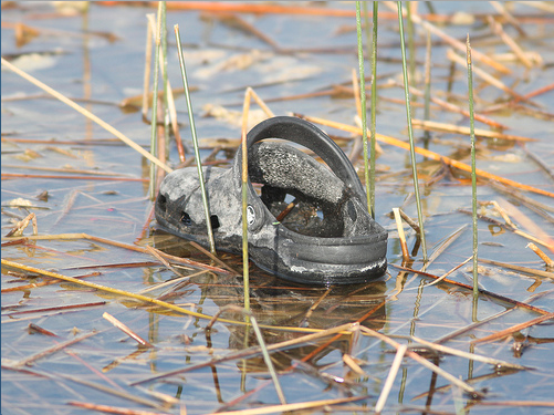 A black crock show floats in marsh
