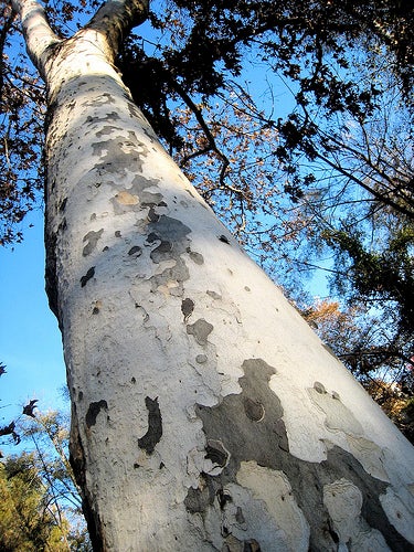 A view of a tree trunk, looking up
