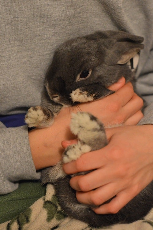 Hands hold a rabbit