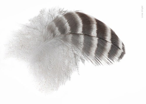 A chicken feather tip 