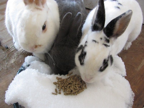 Three rabbits eat pellets