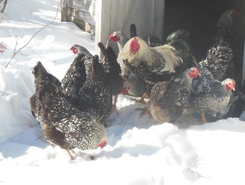 A group of chickens in the snow