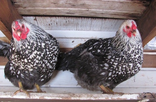 Two black and white speckled chickens 