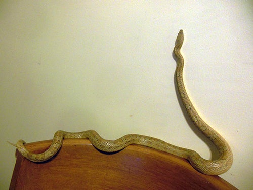 A snake sits on the top of a chair 