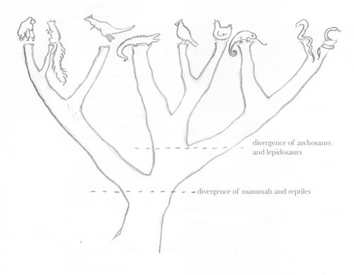 An animal tree showing the divergence of mammals and reptiles