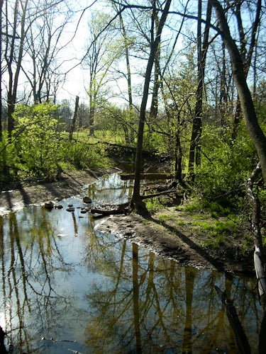 A view of a creek surrounded by lots of trees and green brush