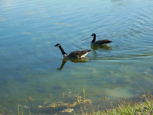Two geese swimming in the water