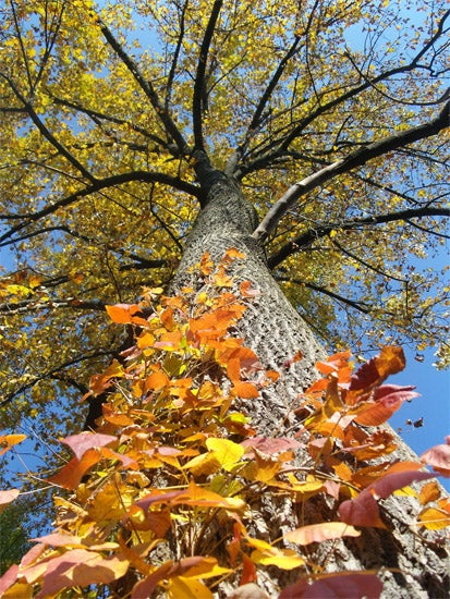 Fall foliage on a tree trunk 