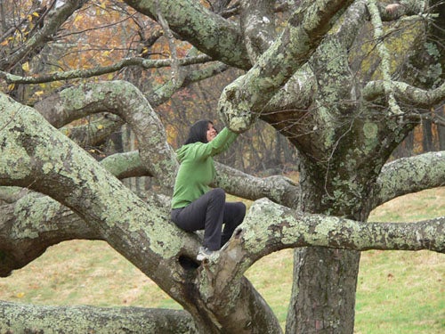 Student climbing a tree