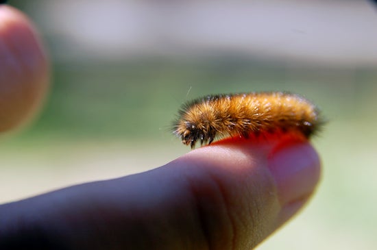 A furry caterpillar