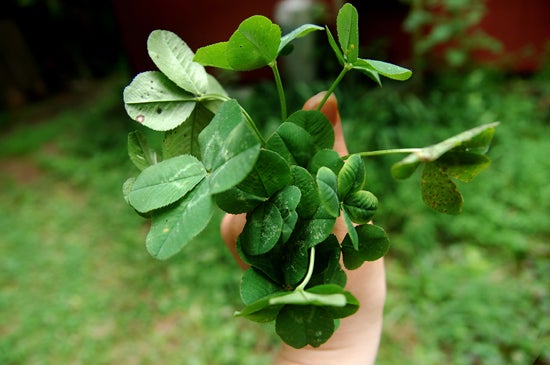 A handful of large clovers