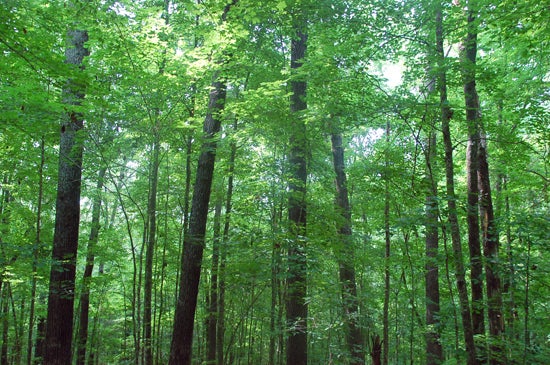 A forest of tall green trees