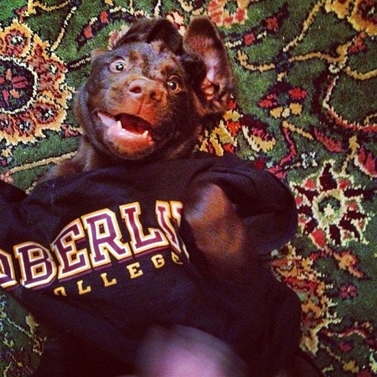 A happy puppy rolling on a rug, wearing an Oberlin shirt.
