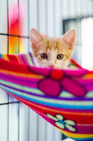 Orange and white kitten peeks out from a colorful hammock.