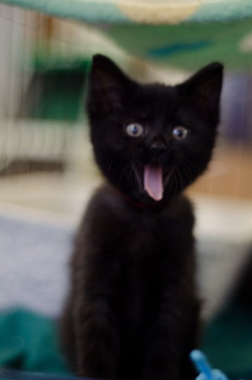 A black kitten's mouth is open with tongue hanging out.